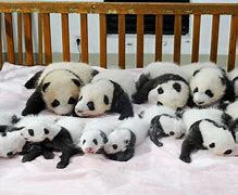 Image result for Panda Nanny