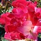 Image result for Most Beautiful Roses in the World