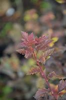 Image result for Physocarpus opulifolius Tiny Wine