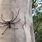 Image result for The Biggest Spider in Australia