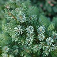 Image result for Picea omorika Nana