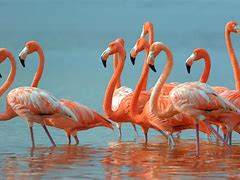 Image result for Flock of Flamingos