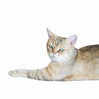 Image result for Lying Down Puppet Cat