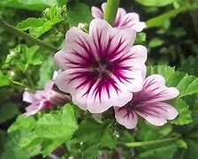 Image result for Emilie Simon Vegetal