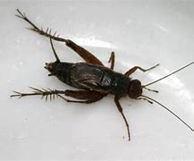 Image result for Large Black Cricket