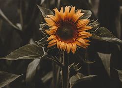 Image result for Sunflower Widescreen Wallpaper