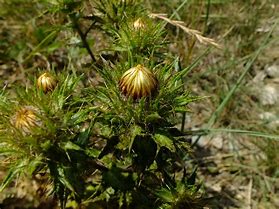 Image result for carlina_vulgaris