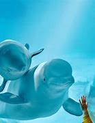 Image result for Valencia Aquarium