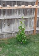 Image result for How to Put Dead Man Post in Ground Grape Vine