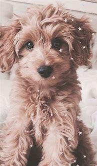 Image result for Aesthetic Puppy Wallpaper