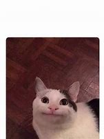 Image result for Smiling Cat Meme 2018