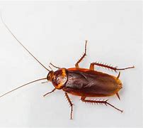 Image result for 5 Inch Cockroach