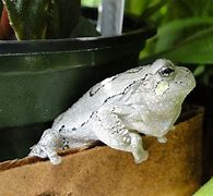 Image result for Gray Tree Frog NJ