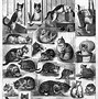Image result for Louis Wain Cat Toys