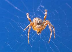 Image result for Largst Spider