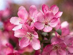 Image result for Pink Apple Flowers