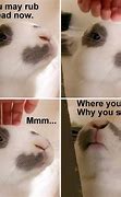 Image result for Silly Rabbit Meme