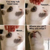 Image result for Funny Bunny Memes