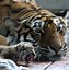 Image result for Tiger Cub and Puppy