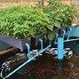 Image result for Simple Aquaponics System