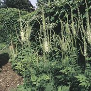 Image result for Actaea simplex White Pearl