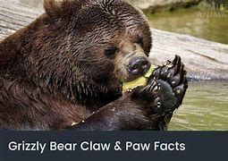 Image result for Bear Claw Size