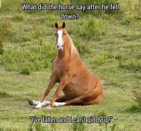 Image result for Funny Baby Horse Memes