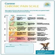 Image result for Canine Pain Scale