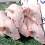 Image result for Pig Clone