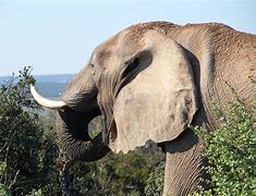 Image result for elefanti�sico
