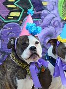 Image result for Party Pit Bulls