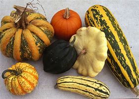 Image result for Winter Squash Chart