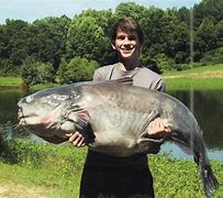 Image result for World Largest Catfish