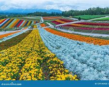 Image result for Solar Panel Farm Japan