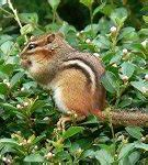 Image result for Eastern Chipmunk