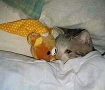 Image result for Crying Cat Dough Meme