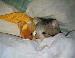 Image result for Sad Cat Meme