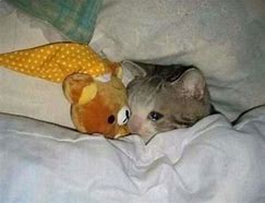 Image result for Blurry Crying Cat Meme