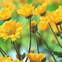 Image result for Yellow Flower Desktop