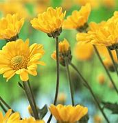 Image result for Yellow Flower Phone Wallpaper