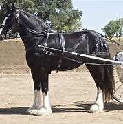 Image result for Big Draft Horse Stallions