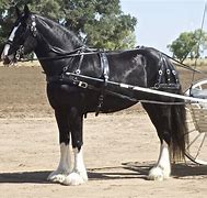 Image result for Big Shire Horse