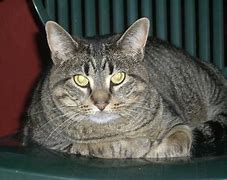 Image result for Fat Cat Sad Crying