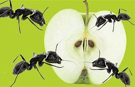 Image result for Apple and Ant