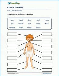 Image result for 2nd Grade Human Body Worksheets