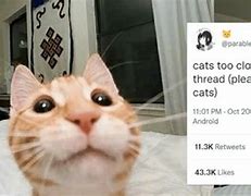 Image result for Cat Too Close to Camera Meme