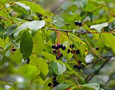 Image result for Wild Black Cherry Tree Edible