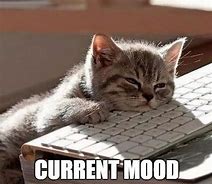 Image result for Funny Cat Mood