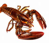 Image result for Heavy Duty Lobster Claw Clasp