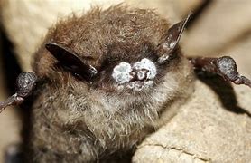 Image result for White-Nose Syndrome Bats